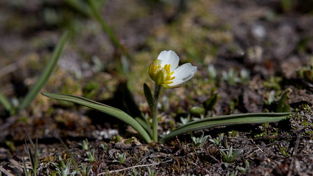 Ranunculus kuepferi (Kuepfer's Crowfoot)