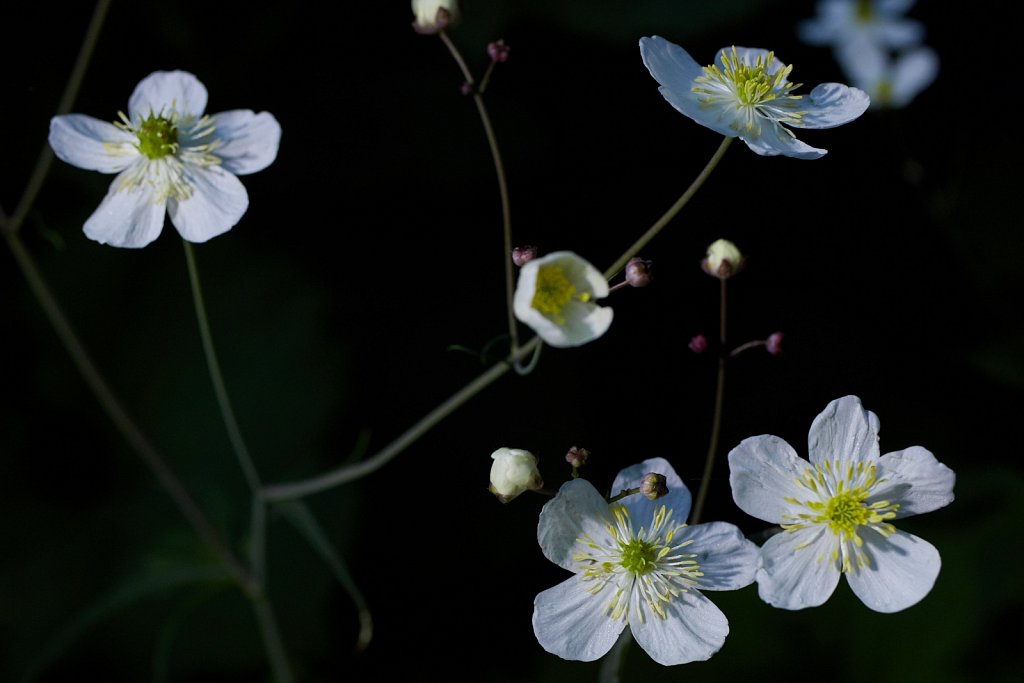 Ranunculus platanifolius (Large White Buttercup)