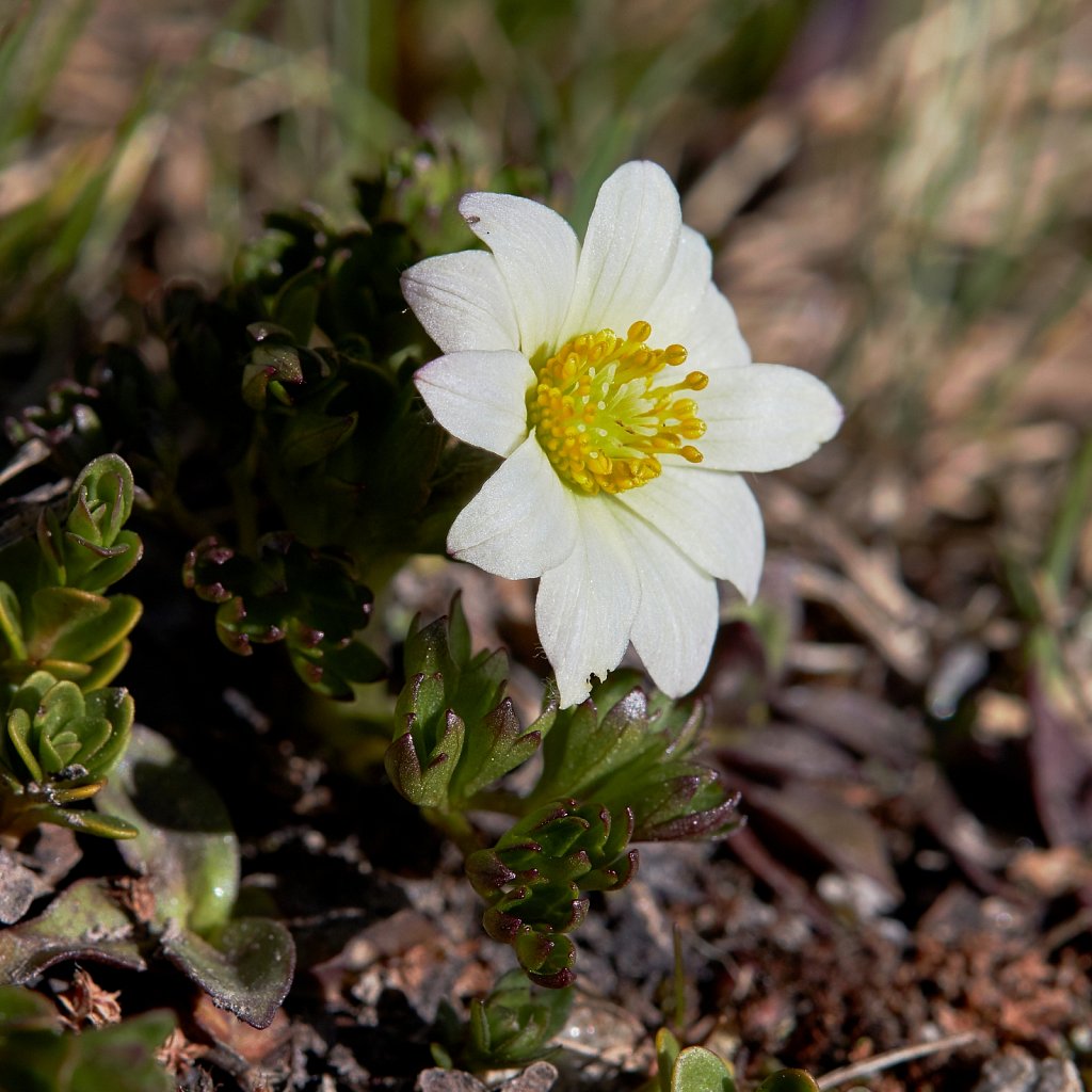 Anemone baldensis ((Mt. Baldo Anemone)