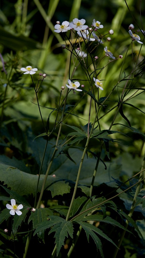 Ranunculus platanifolius (Large White Buttercup)