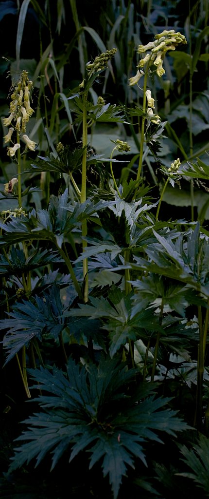 Aconitum lycoctonum ssp vulparia (Wolf's-bane)