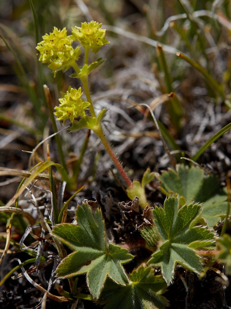 Alchemilla hybrida (Hybrid Lady's-mantle)