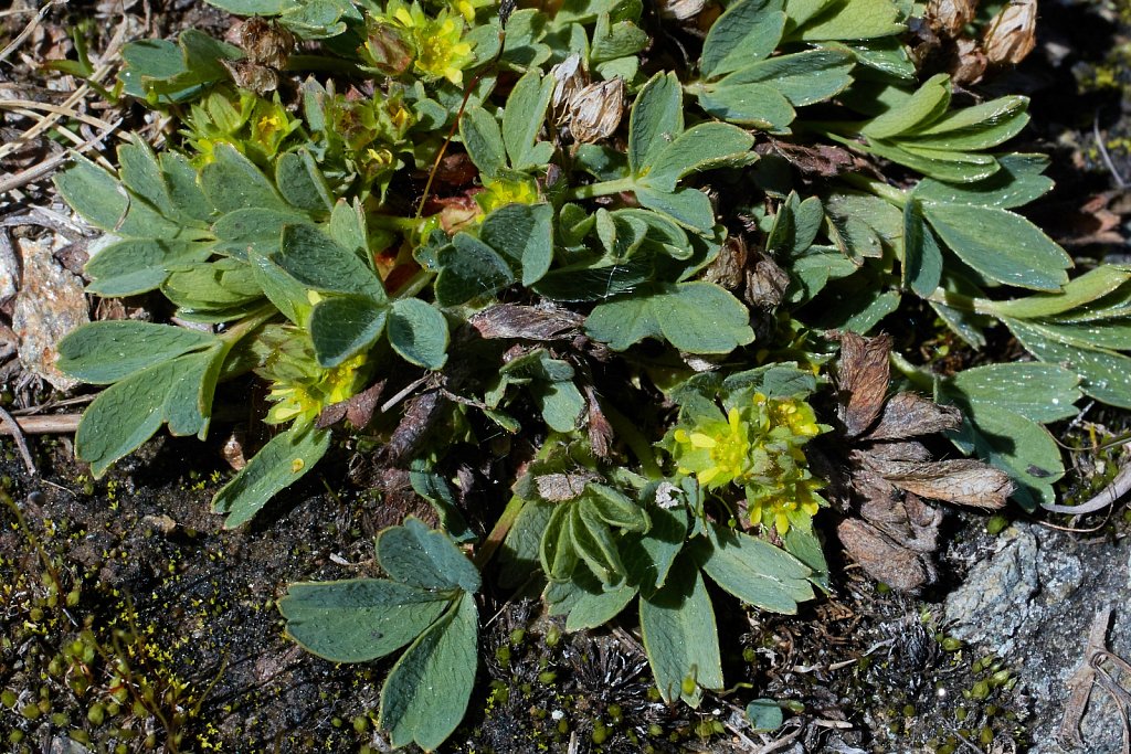 Sibbaldia procumbens (Sibbaldia)