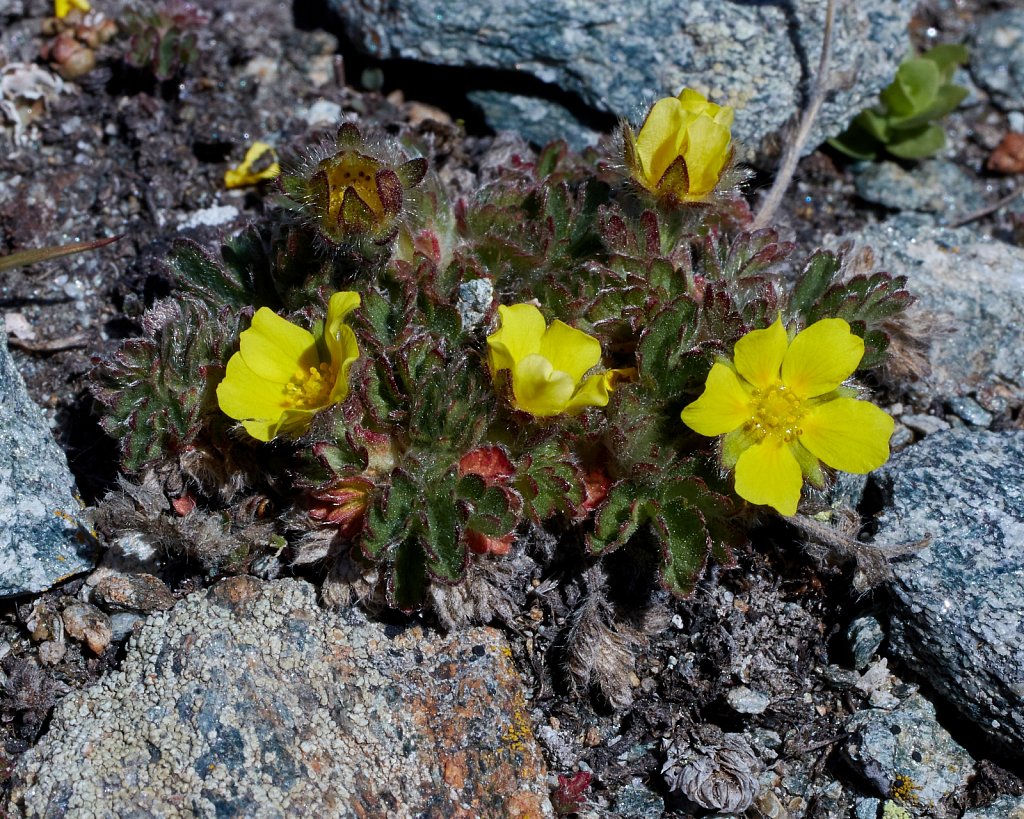 Potentilla frigida (Frigid Cinquefoil)