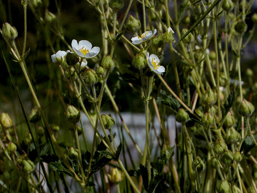 Potentilla rupestris (Rock Cinquefoil)