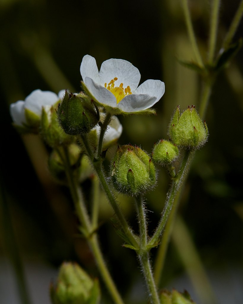 Potentilla rupestris (Rock Cinquefoil)