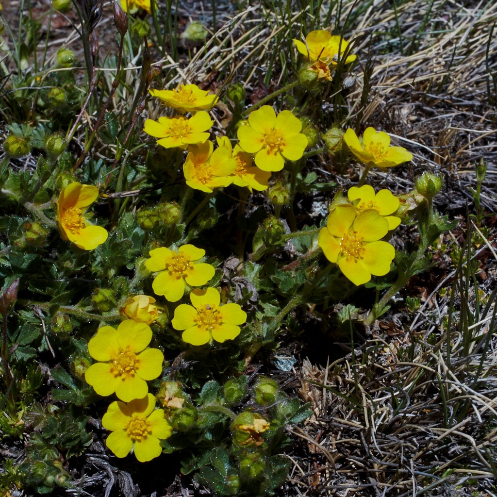 Potentilla pusilla (Small Cinquefoil)