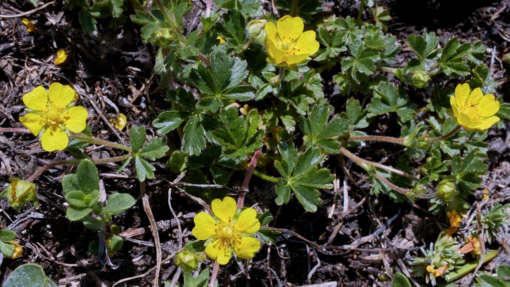 Potentilla crantzii (Alpine Cinquefoil)