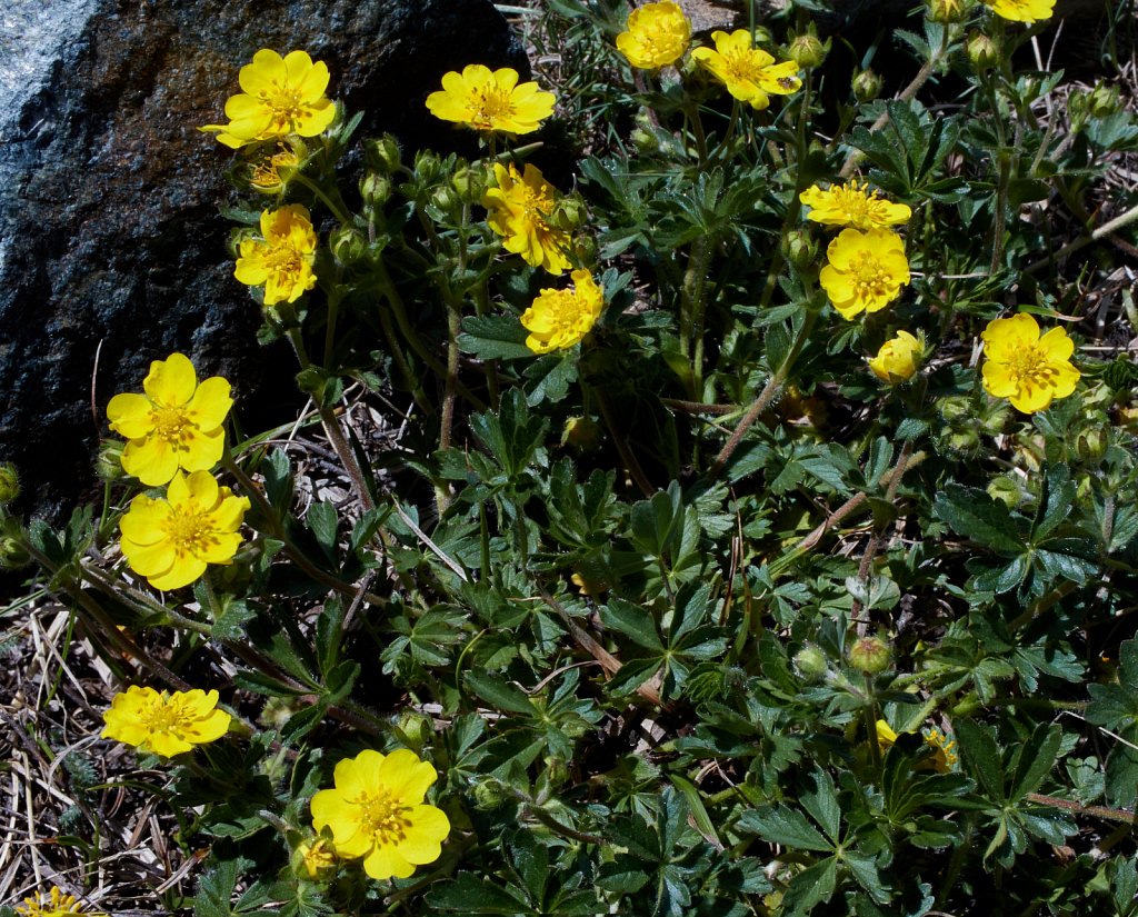 Potentilla verna (Spring Cinquefoil)