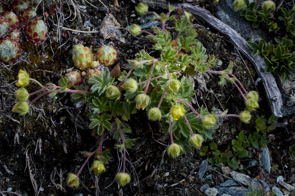 Potentilla pusilla (Small Cinquefoil)