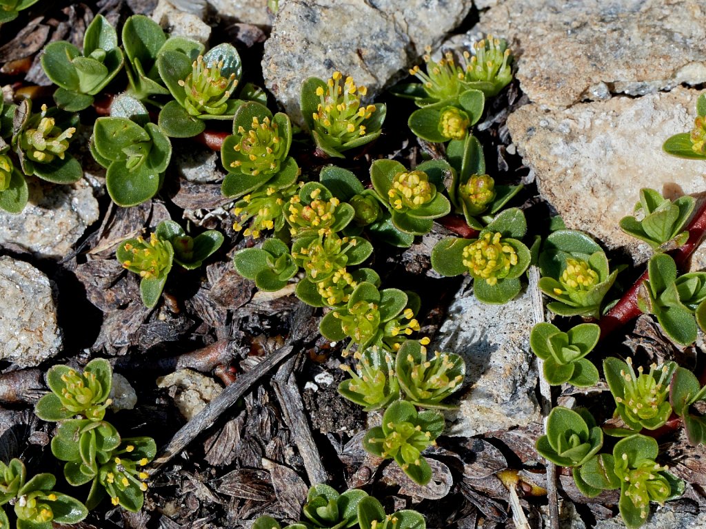 Salix serpillifolia (Thyme-leaved Willow)