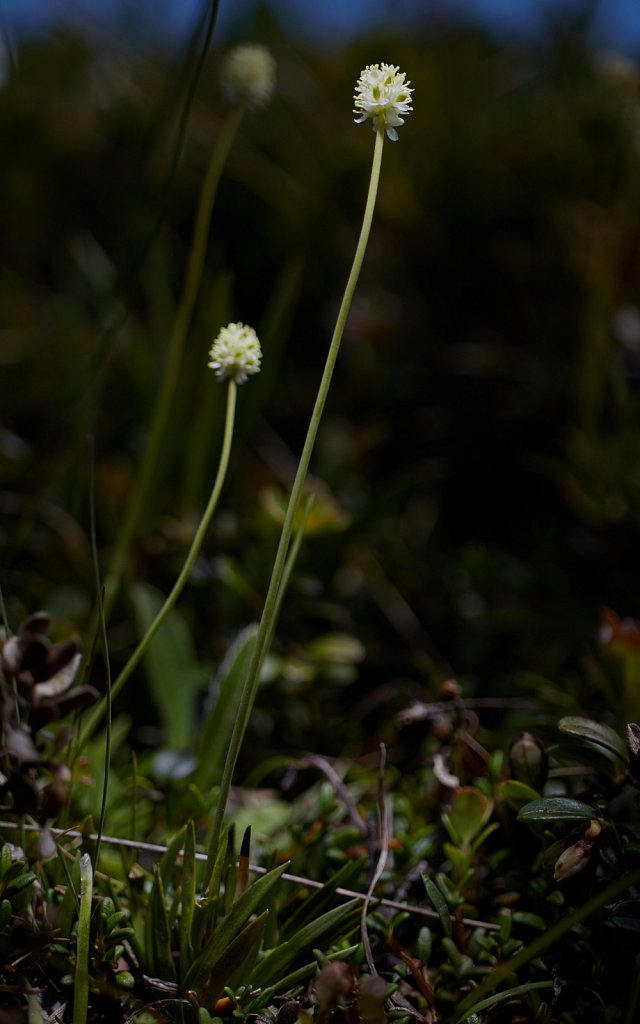 Tofieldiaceae (Scottish Asphodels)