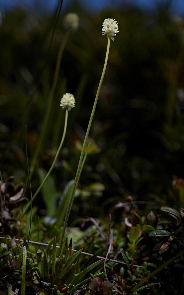 Tofieldia pusilla (Scottish Asphodel)