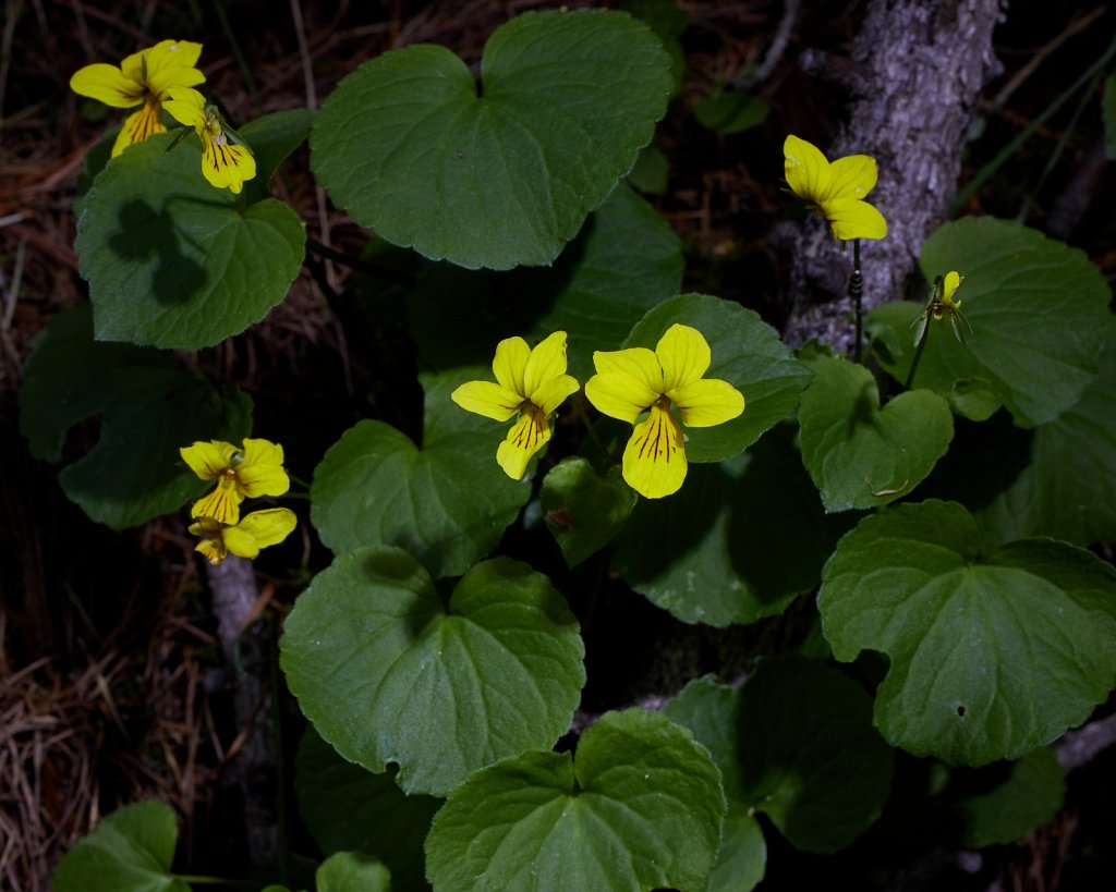 Viola biflora (Two-flowered Violet)