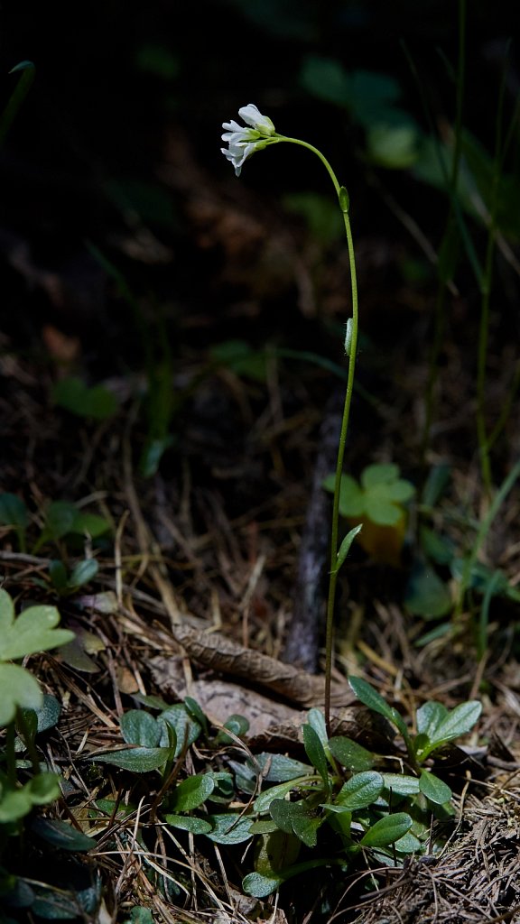 Arabidopsis thaliana (Thale Cress)