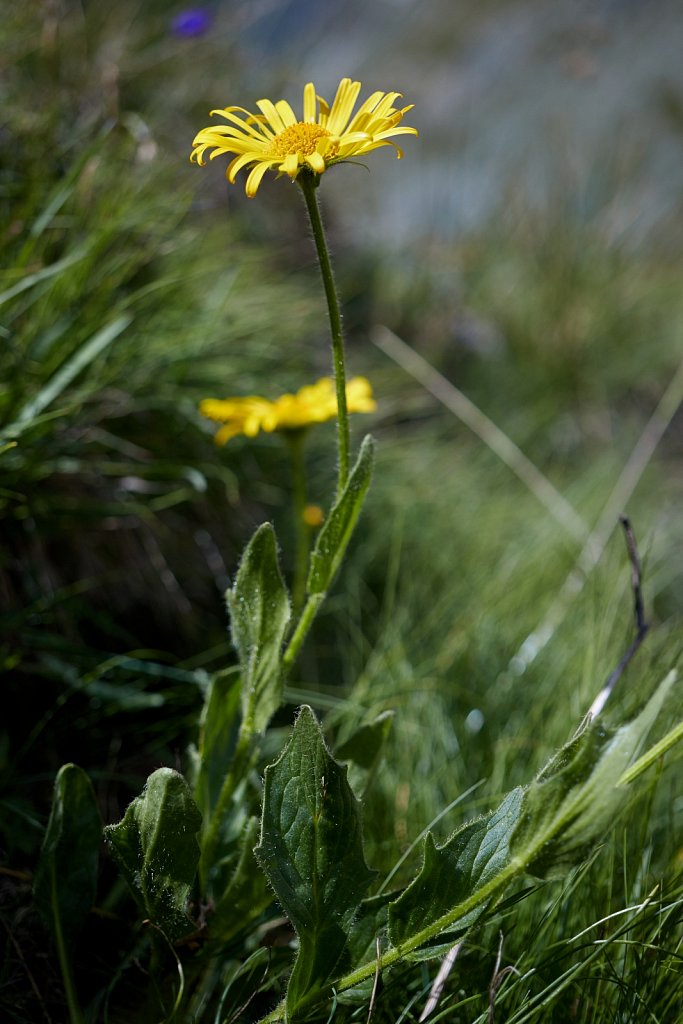 Doronicum clusii (Clusius' Leopard's-bane)