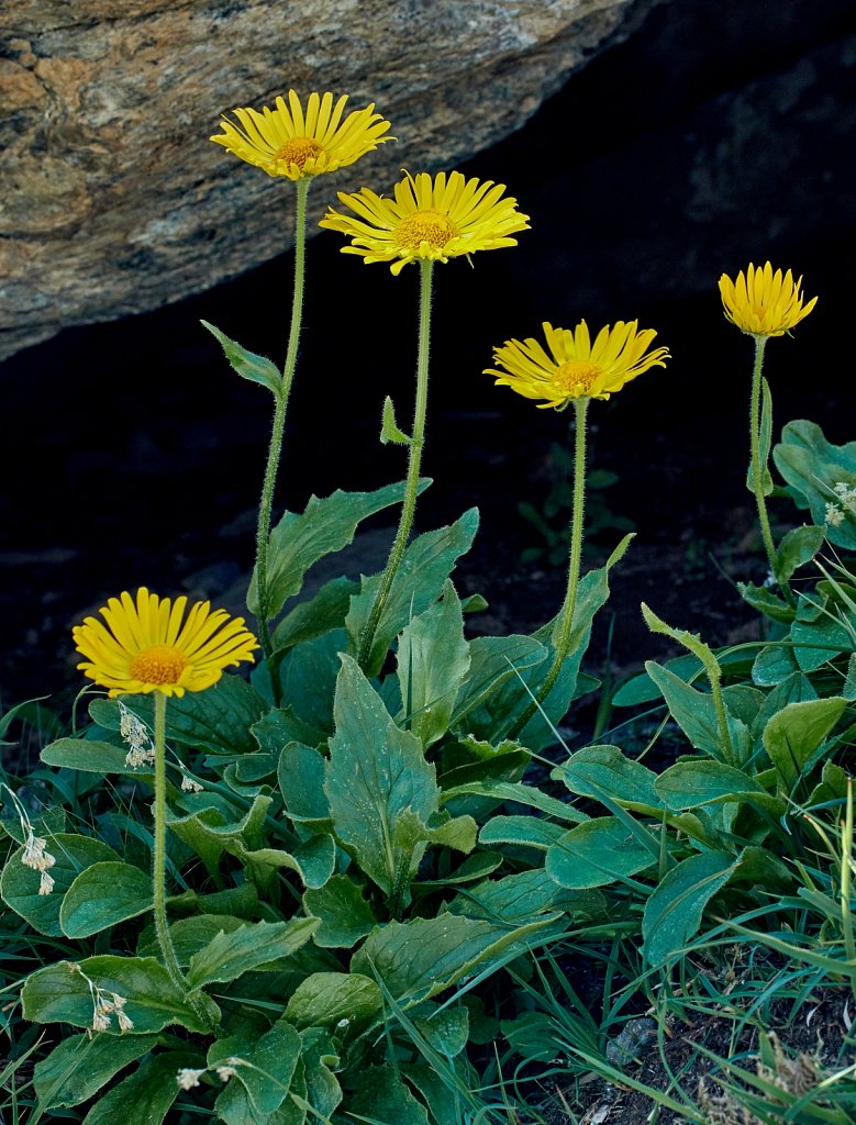 Doronicum clusii (Clusius' Leopard's-bane)