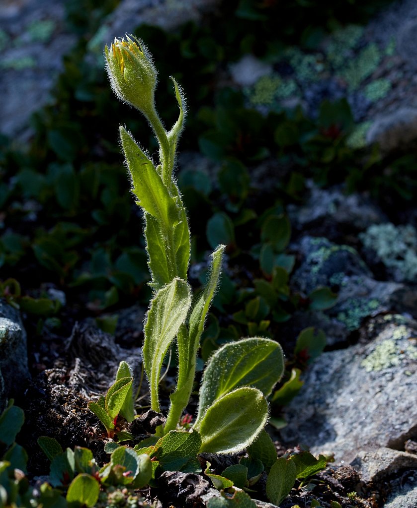 Doronicum clusii (Clusius' Leopard's-bane)