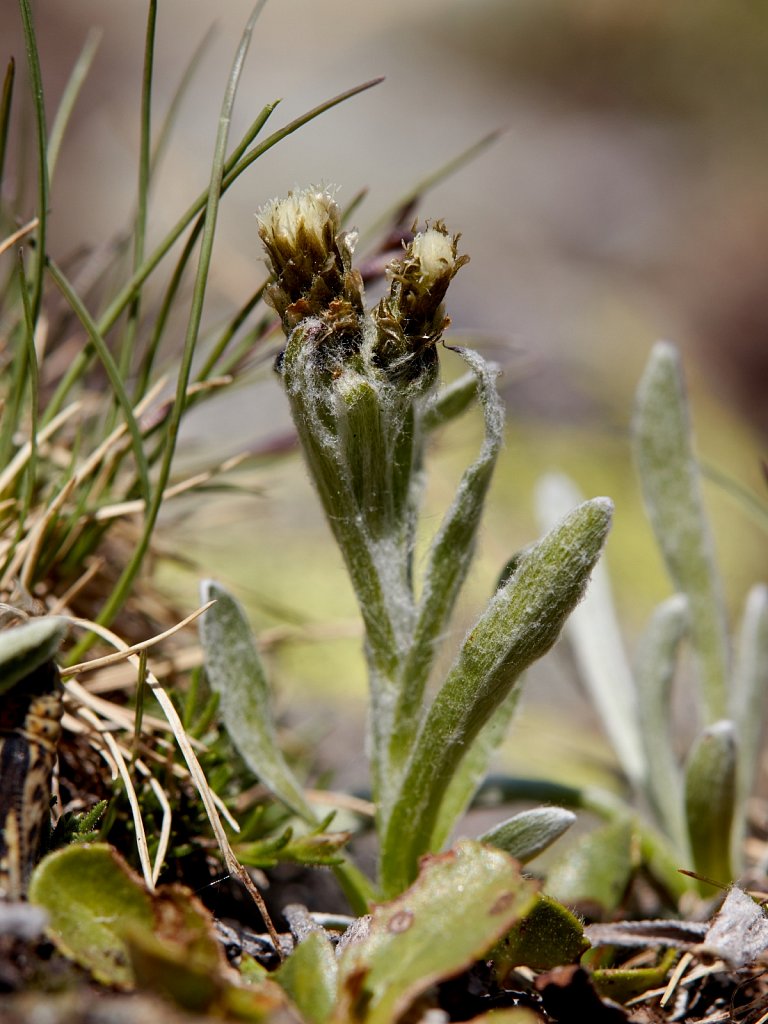 Antennaria carpatica