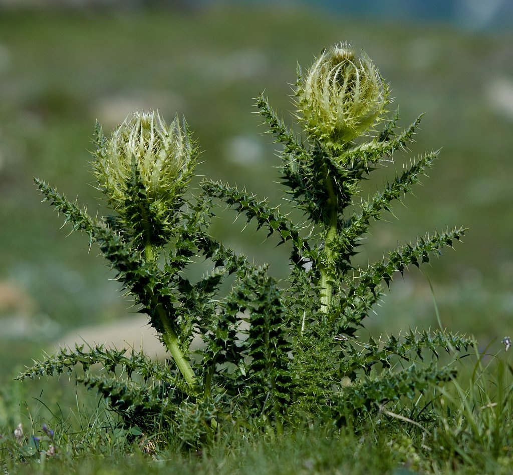 Cirsium spinosissimum (Thorny Thsitle)