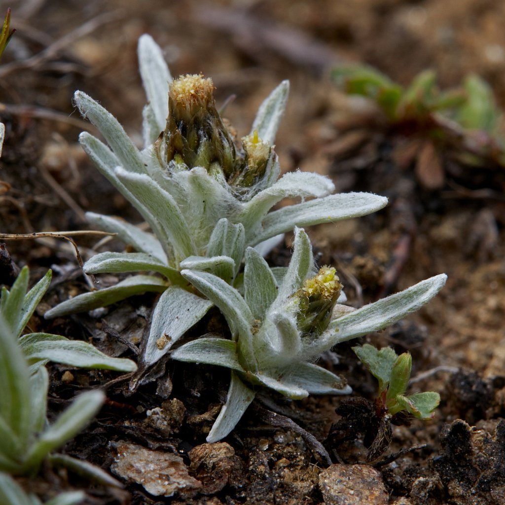 Gnaphalium supinum (Dwarf Cudweed)