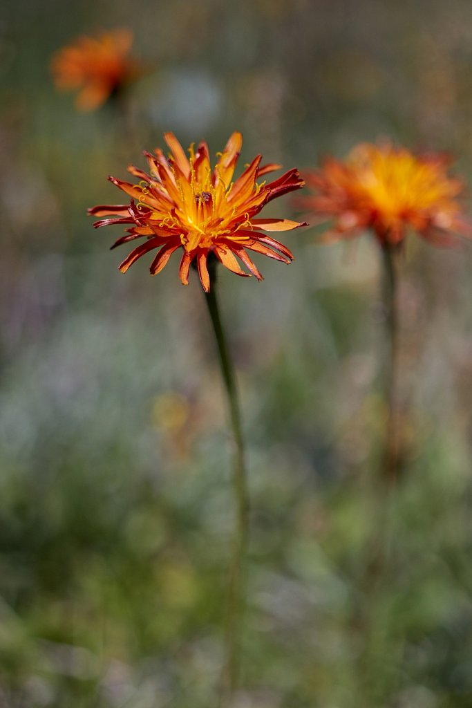 Crepis aurea (Golden Hawk's-beard)