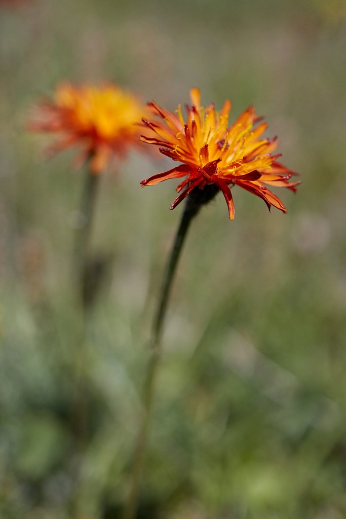 Crepis aurea (Golden Hawk's-beard)