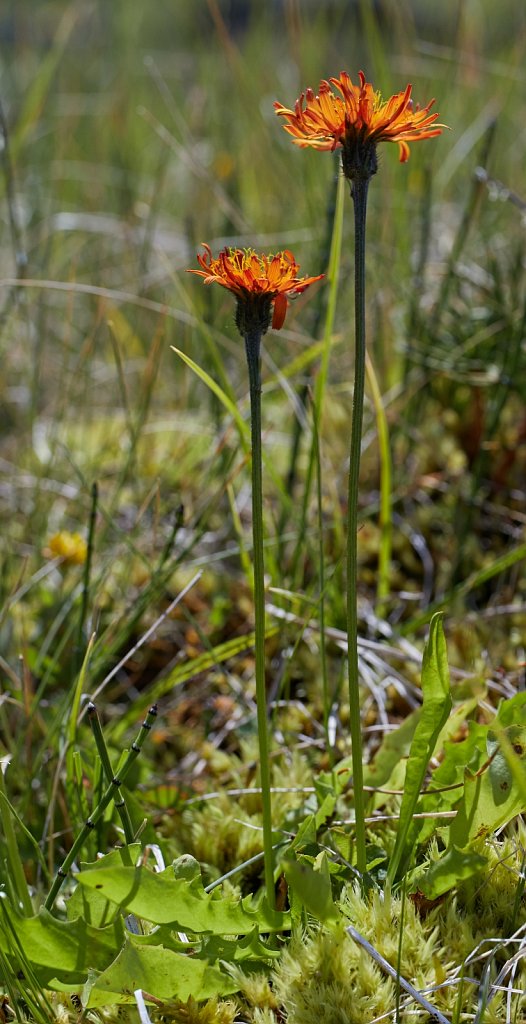 Crepis aurea (Golden Hawk's-beard)