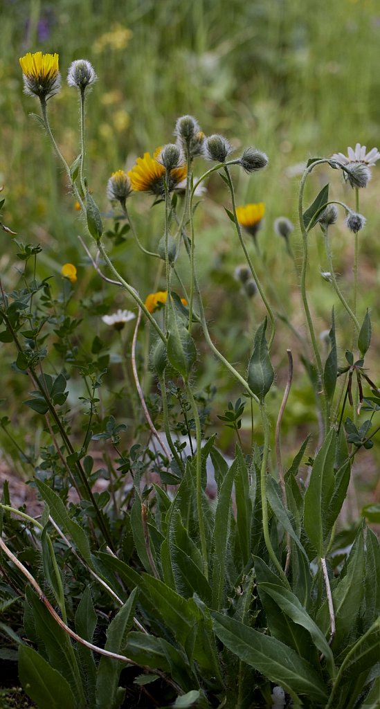 Hieracium pilosum (Hairy Hawkweed)