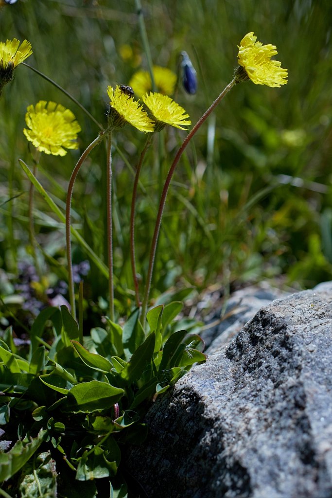 Hieracium lactucella (Smooth or European Hawkweed)