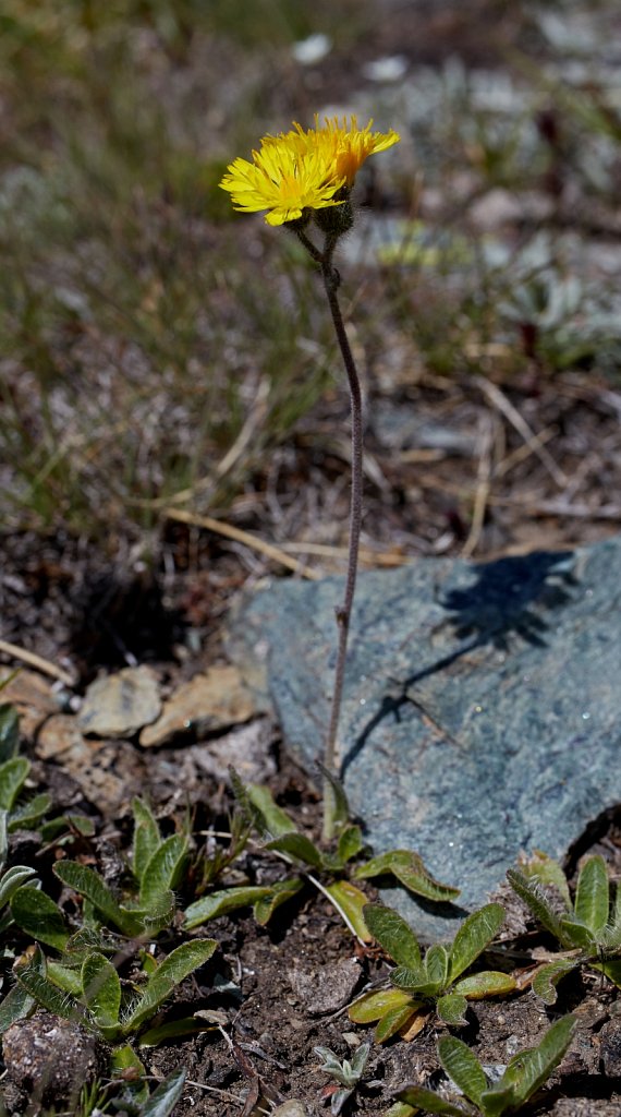 Hieracium angustifolium (Glacial Hawkweed)