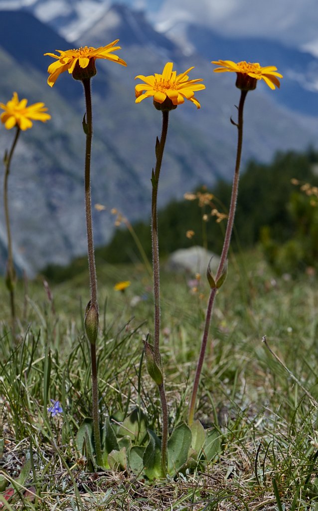 Arnica montana (Mountain Arnica)