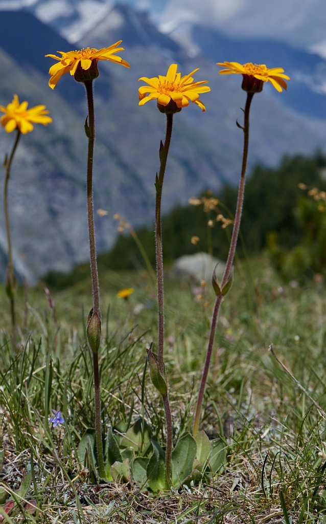 Arnica montana (Mountain Arnica)