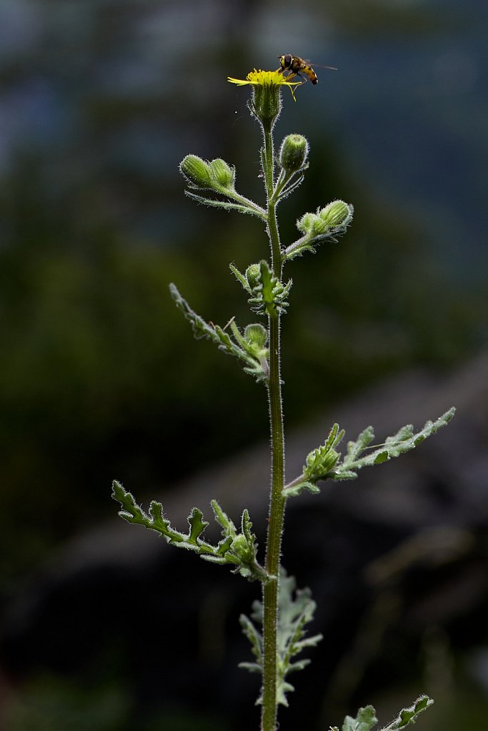 Senecio viscosus (Sticky Groundsel)