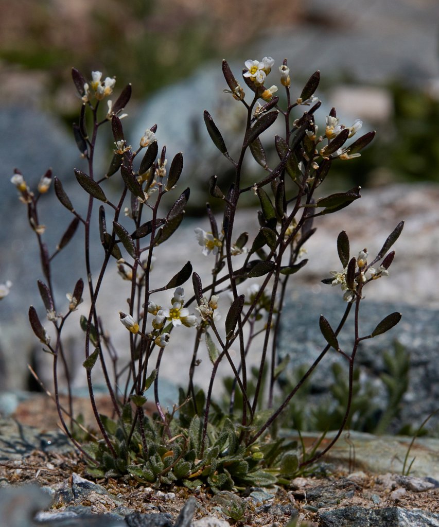 Draba siliquosa (Carinthian Whitlowgrass)