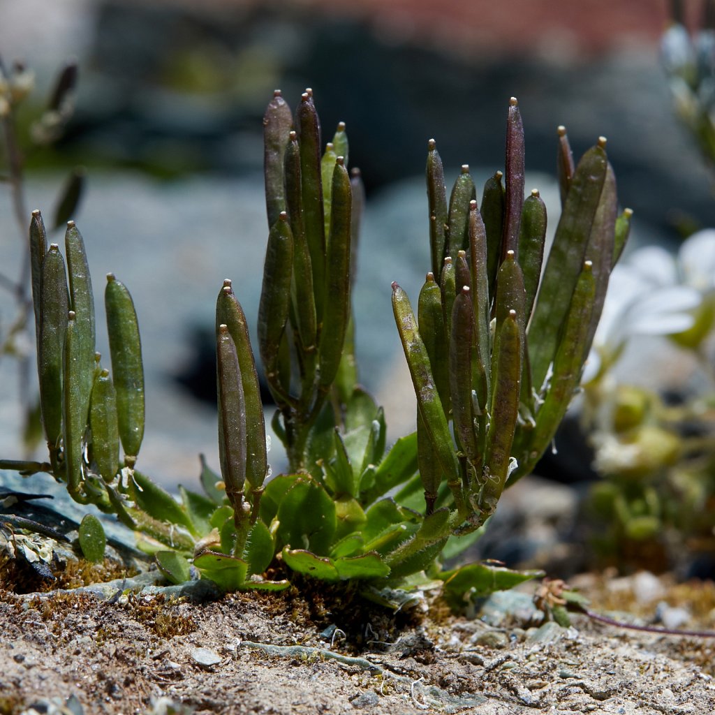 Arabis caerulea (Blue Arabis)