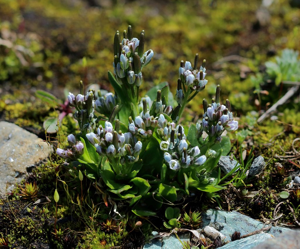 Arabis caerulea (Blue Arabis)