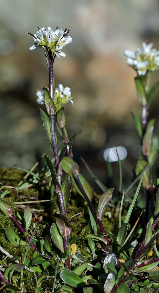 Arabis subcoriacea (Jacquin's Rock-cress)