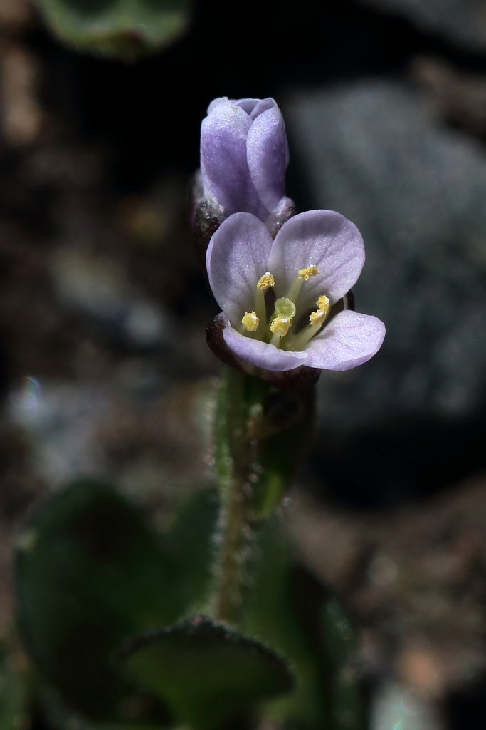 Arabis caerula (Blue Arabis)