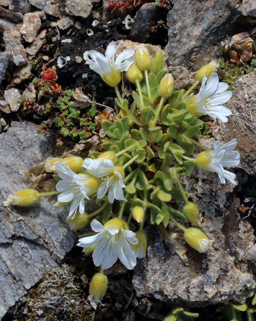 Cerastium uniflorum (Glacier Mouse-ear)