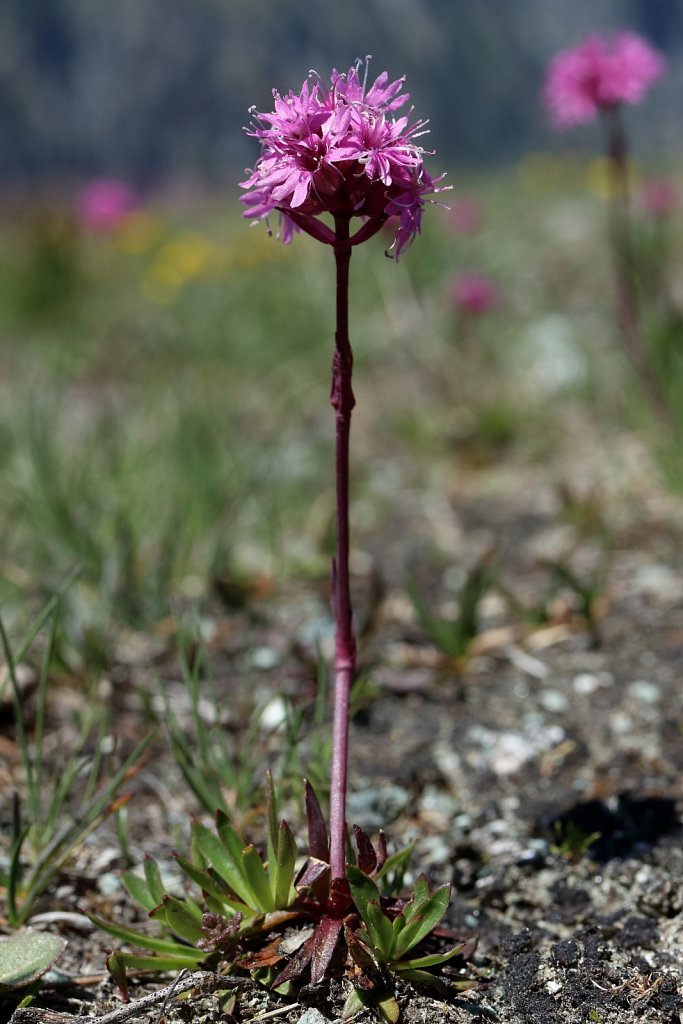 Silene suecica (Red Alpine Catchfly)