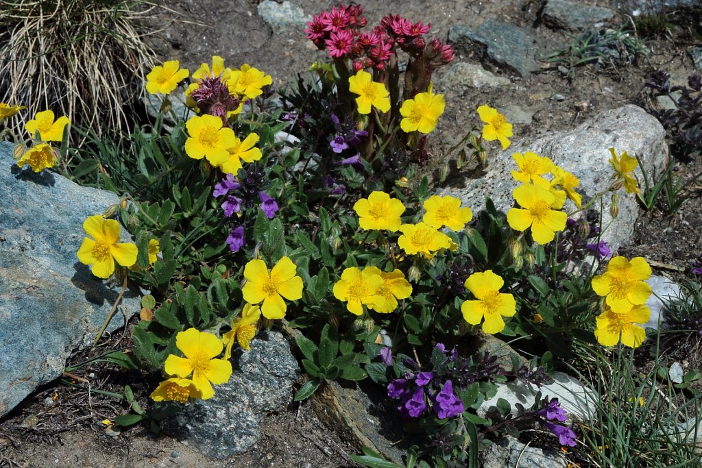 Helianthemum nummularium ssp grandiflorum (Large-flowered Rock-rose)