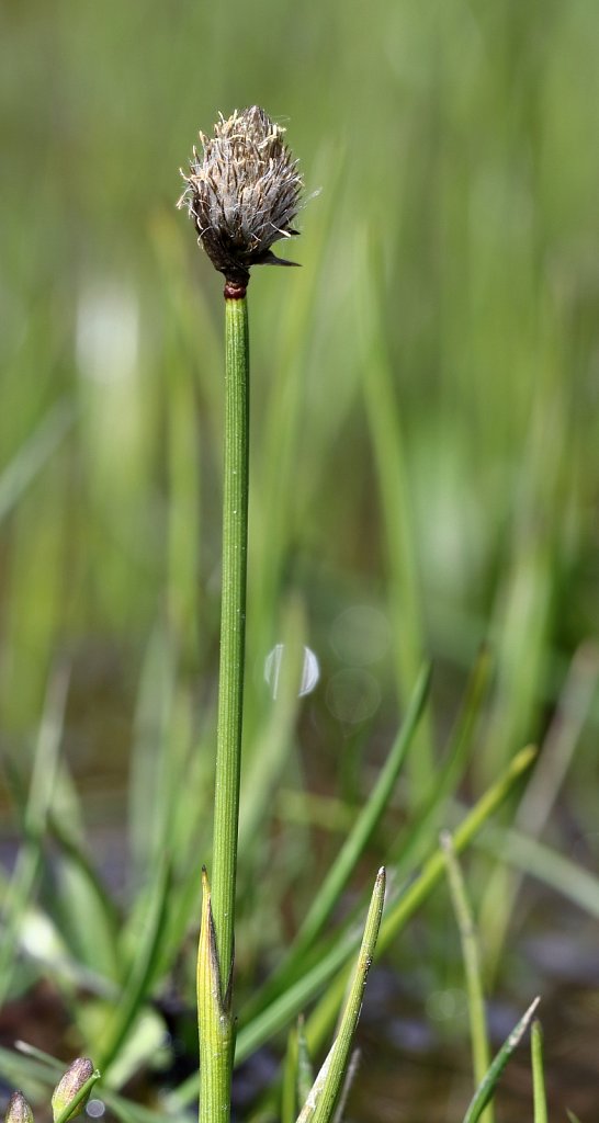 Eriophorum scheuchzeri (Scheuchzer's Cottongrass)