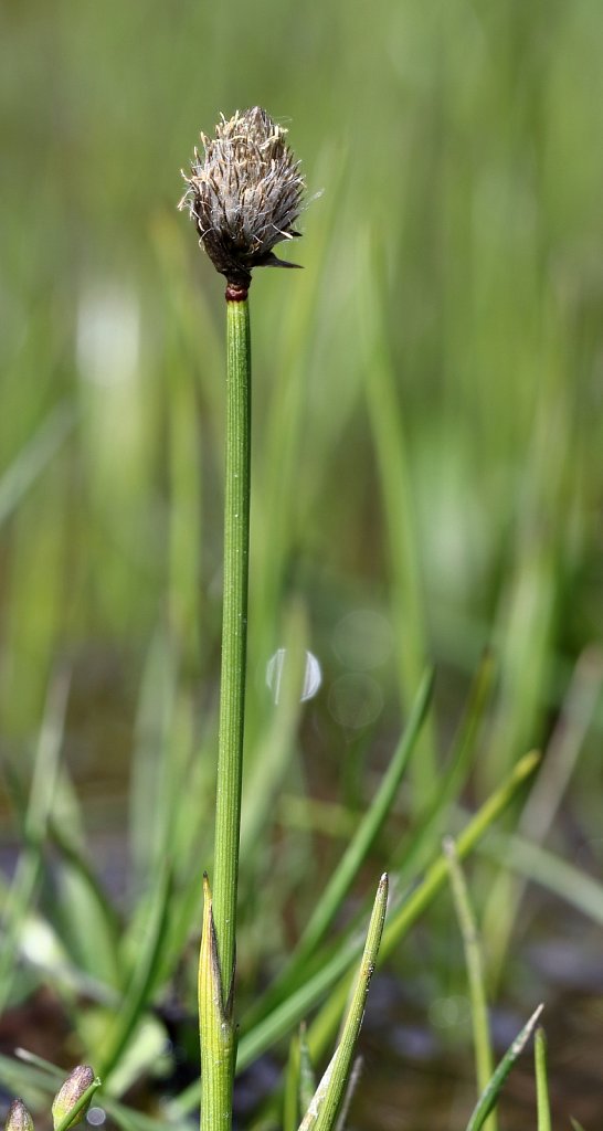 Cyperaceae (Sedges)