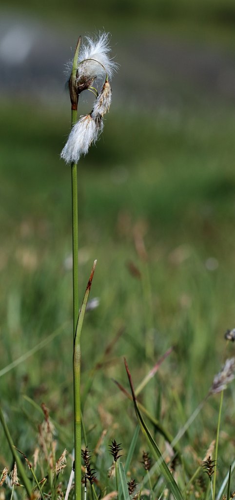 Eriophorum angustifolium (Common Cottongrass)