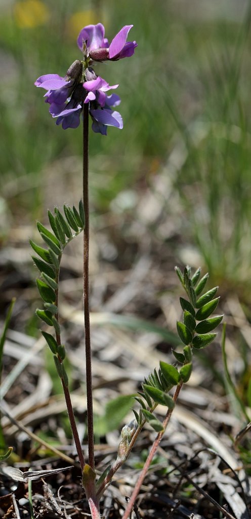 Oxytropis lapponica (Subarctic Oxytropis)