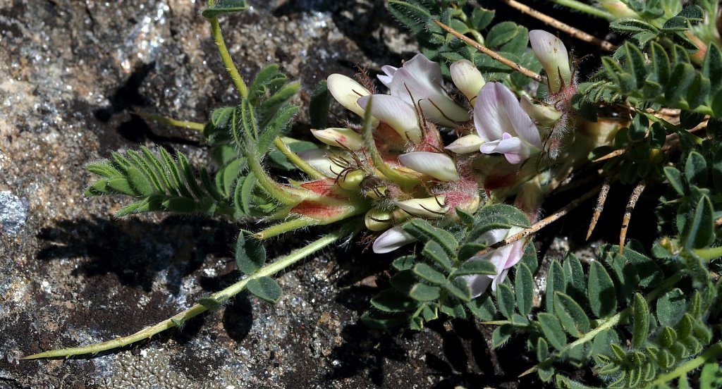 Astragalus sempervirens (Spiny Milk-vetch)