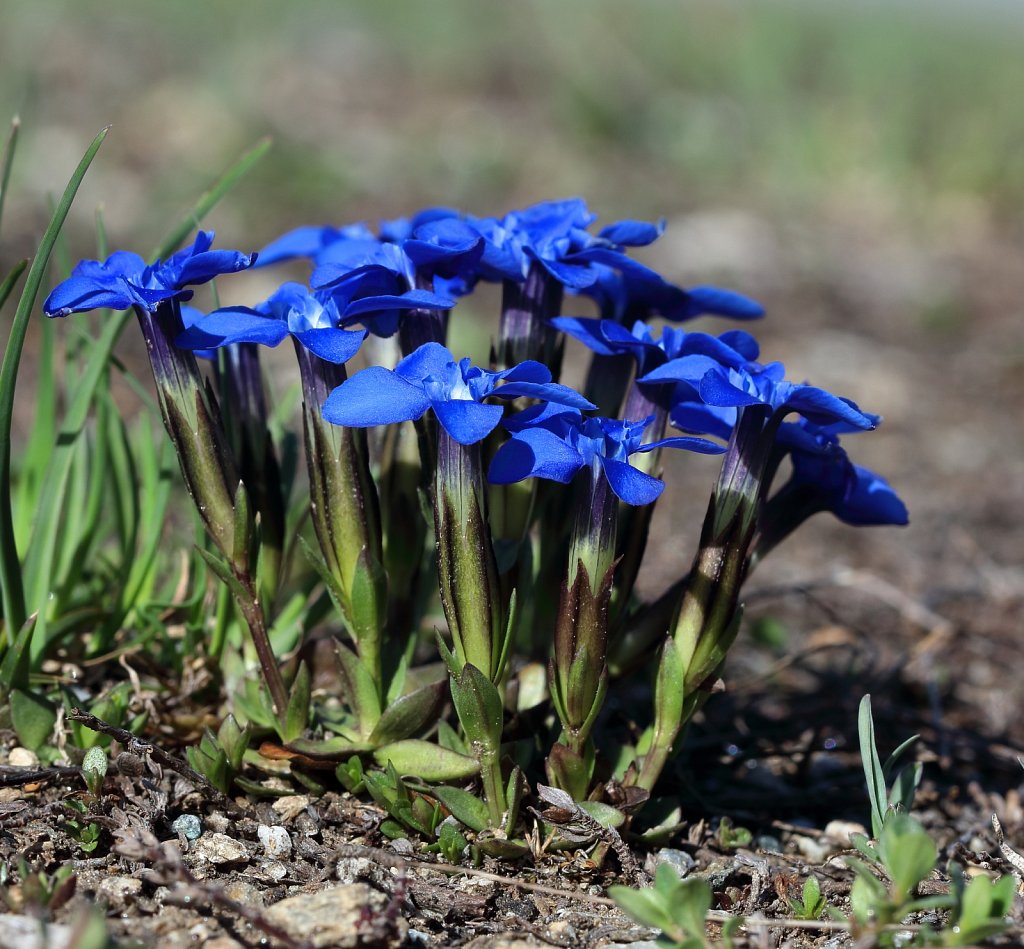 Gentiana brachyphylla (Short-leaved Gentian)