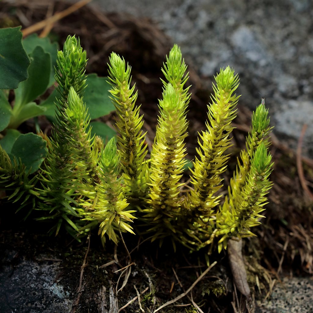 Huperzia selago (Fir Clubmoss)