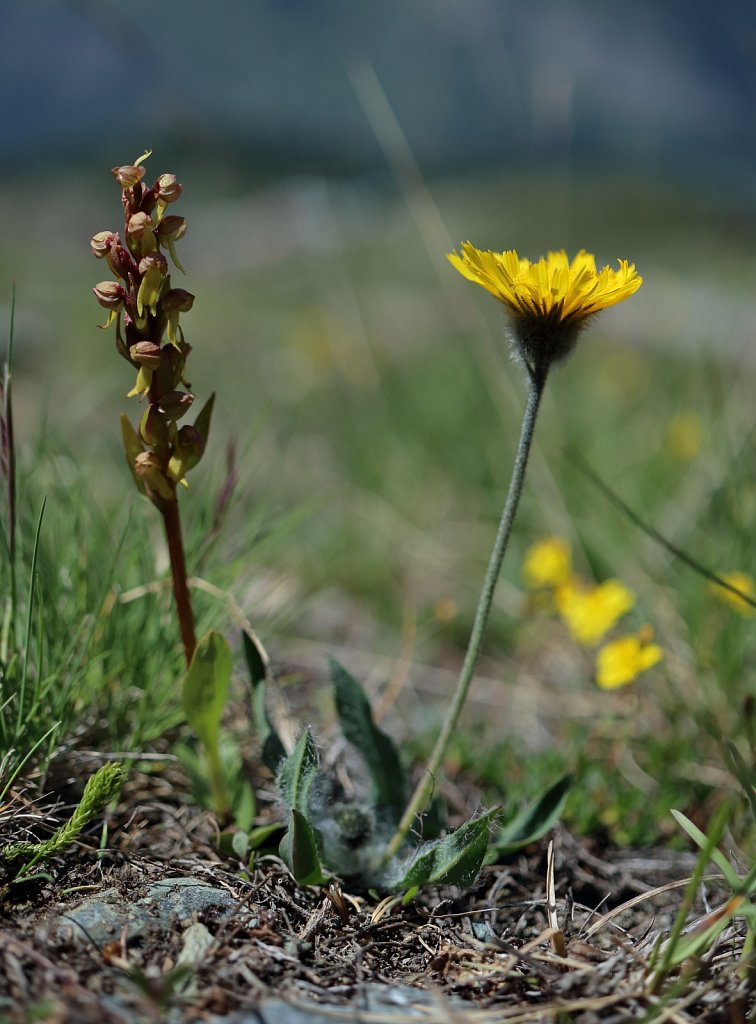 Coeloglossum viride (Frog Orchid) and Hieracium piliferum (Hairy Hawkweed)